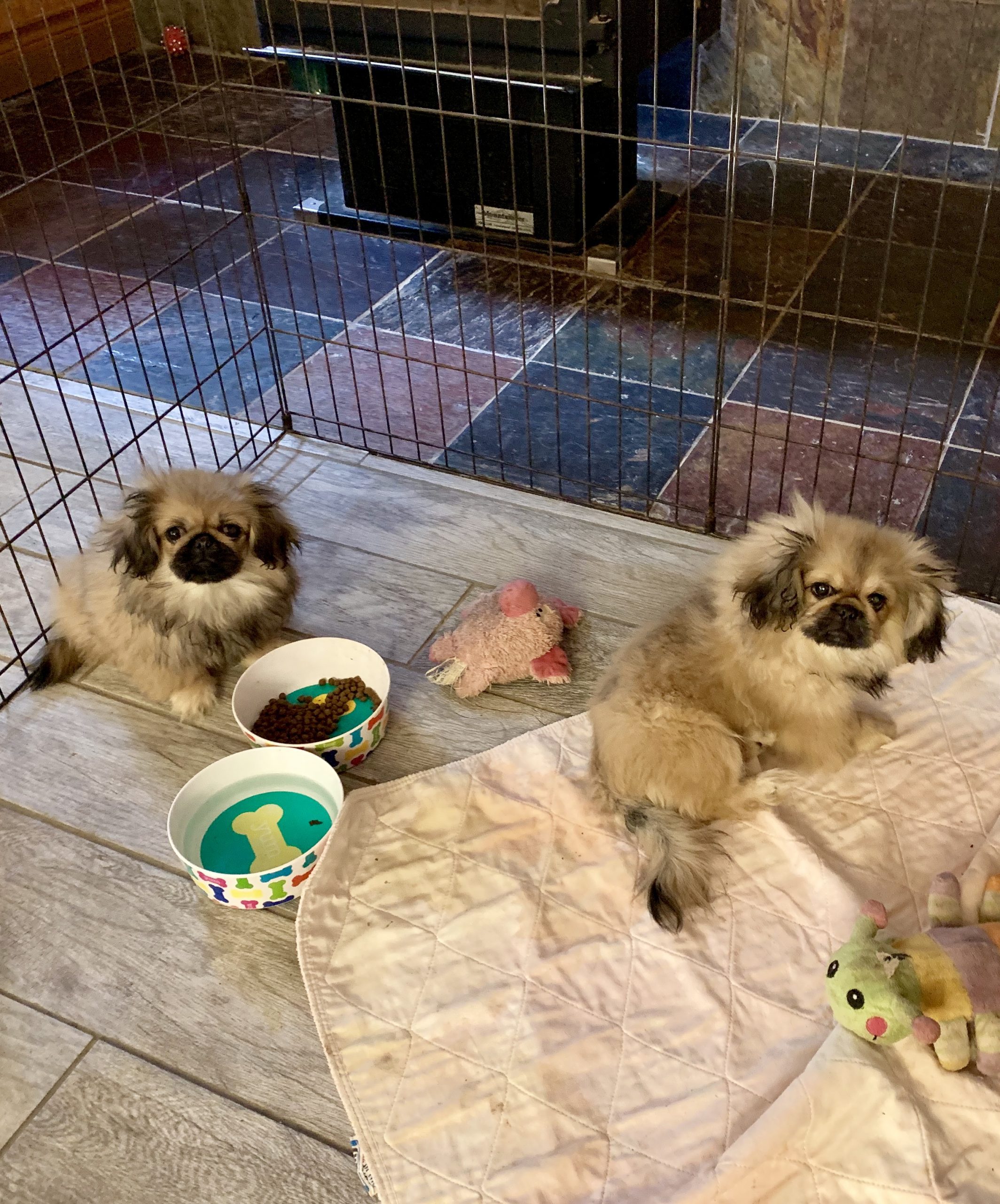 Pekingese puppies