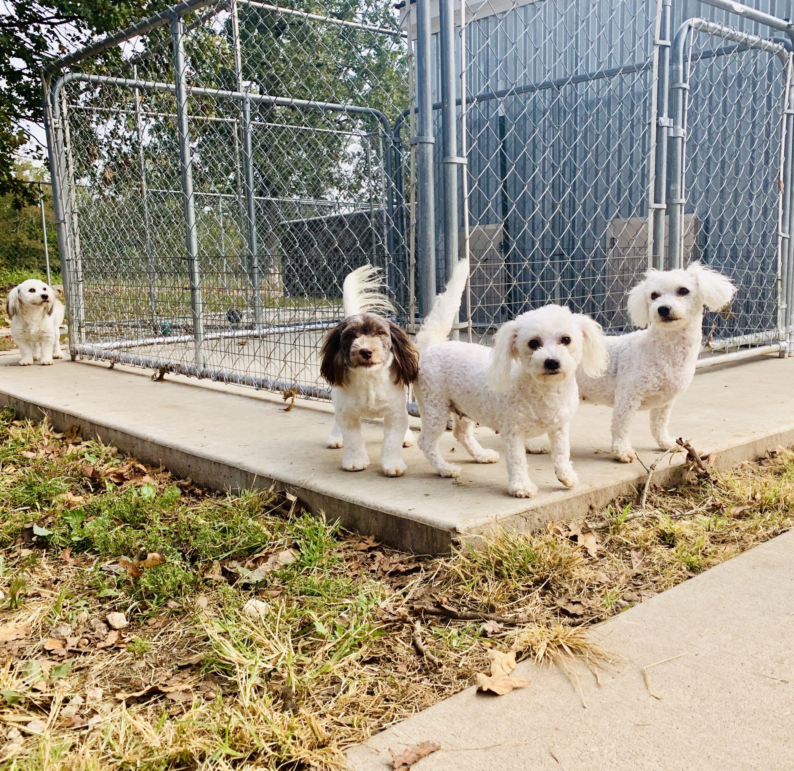 Happy dogs