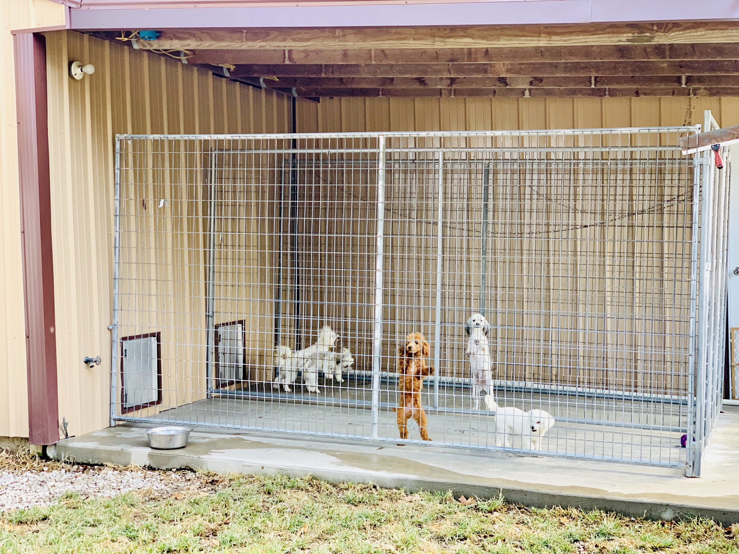 A view of Kelley's kennel