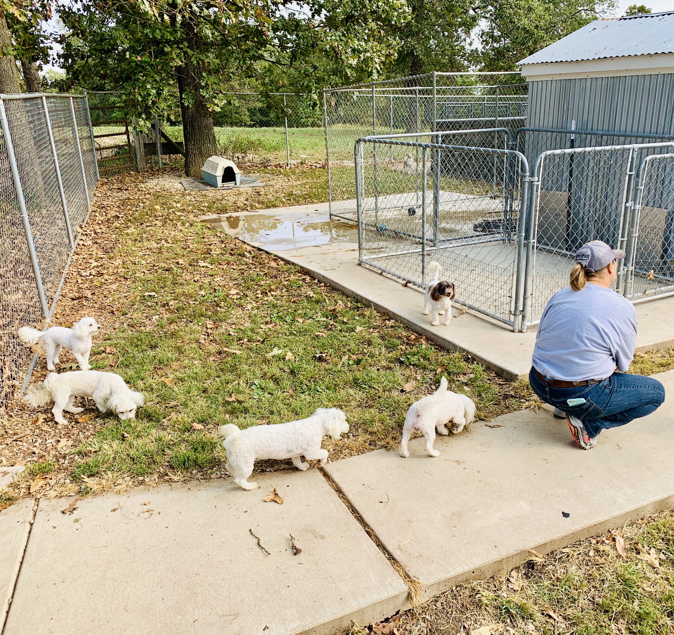 A group of Kelley's dogs following a worker