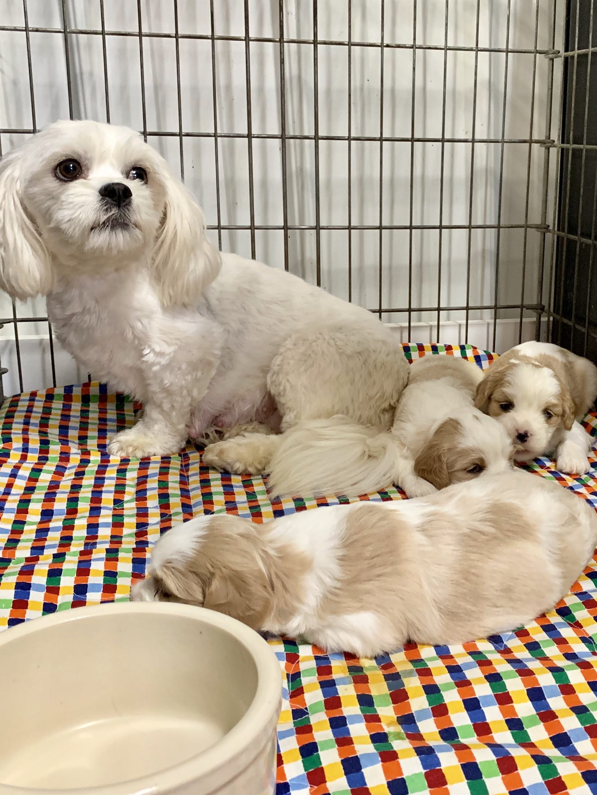 A momma and her puppies