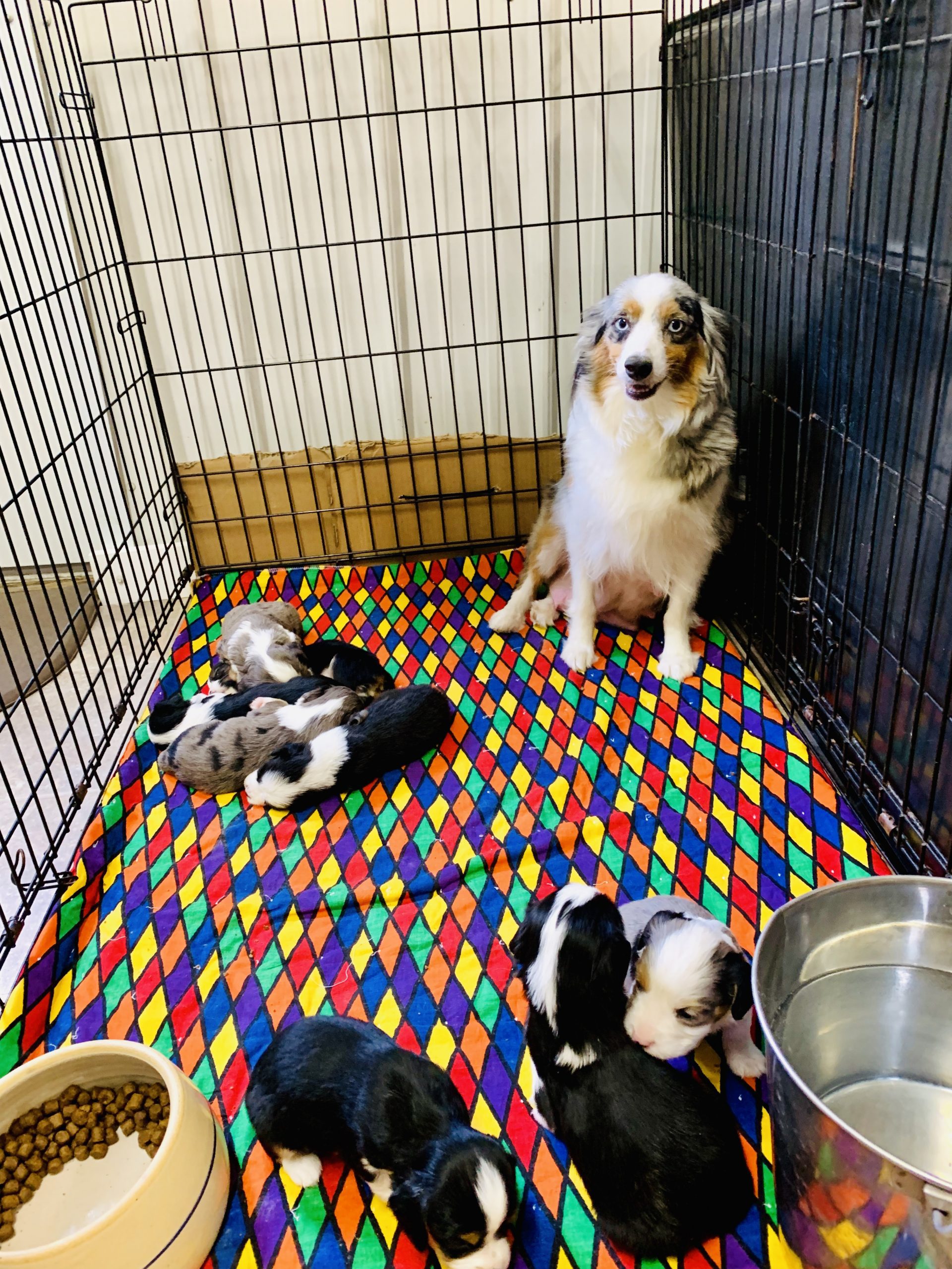 A happy momma and her puppies