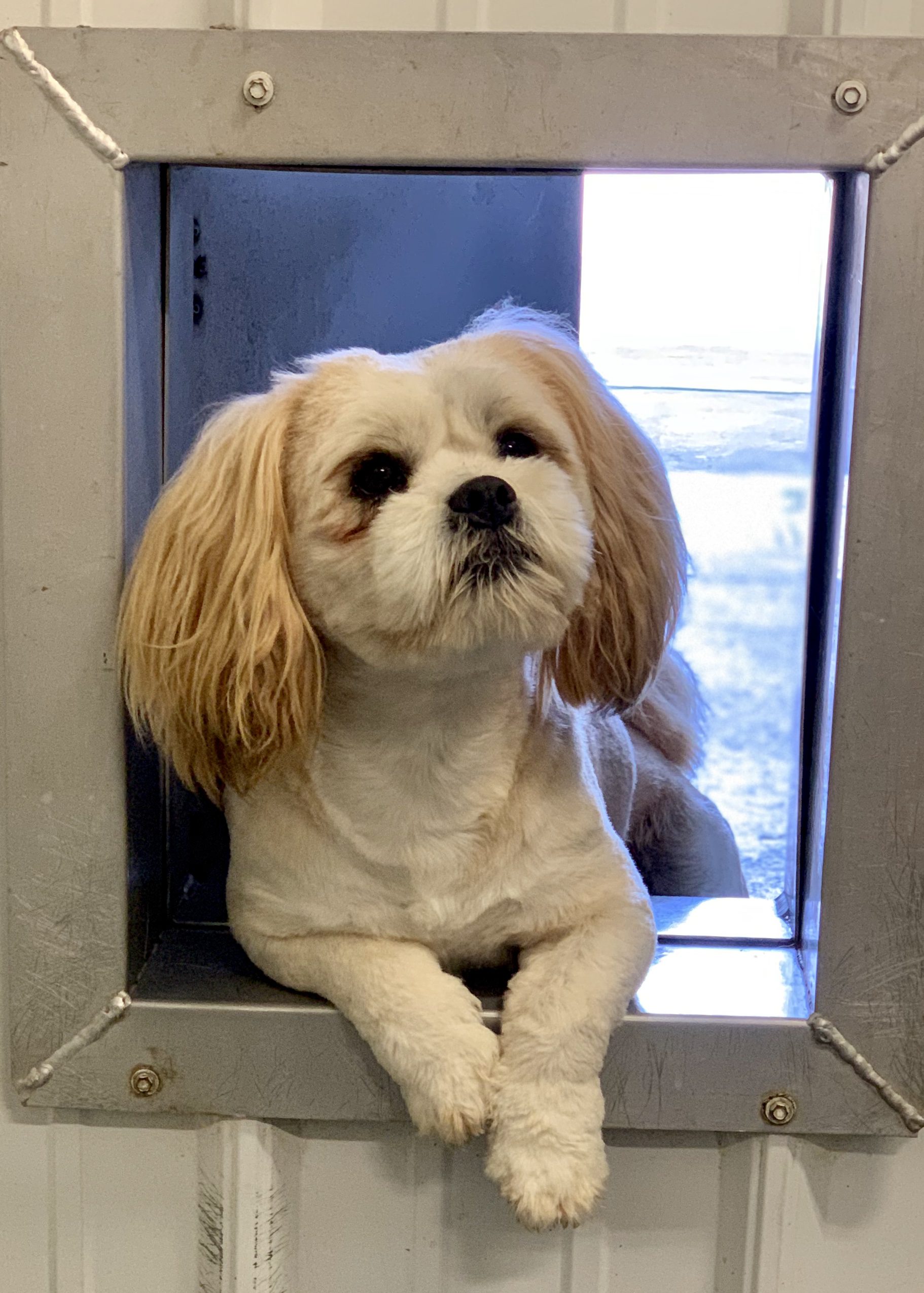 One of Kelley's adult dogs relaxing in the doorway