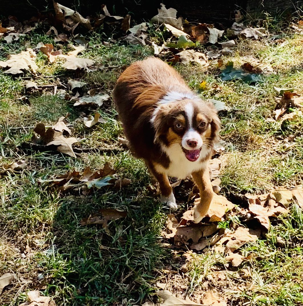 A happy adult Australian Shepherd