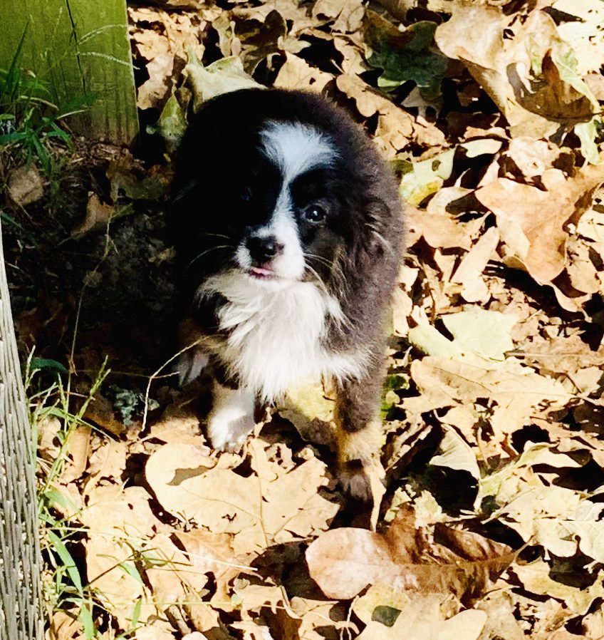 A happy adult Australian Shepherd