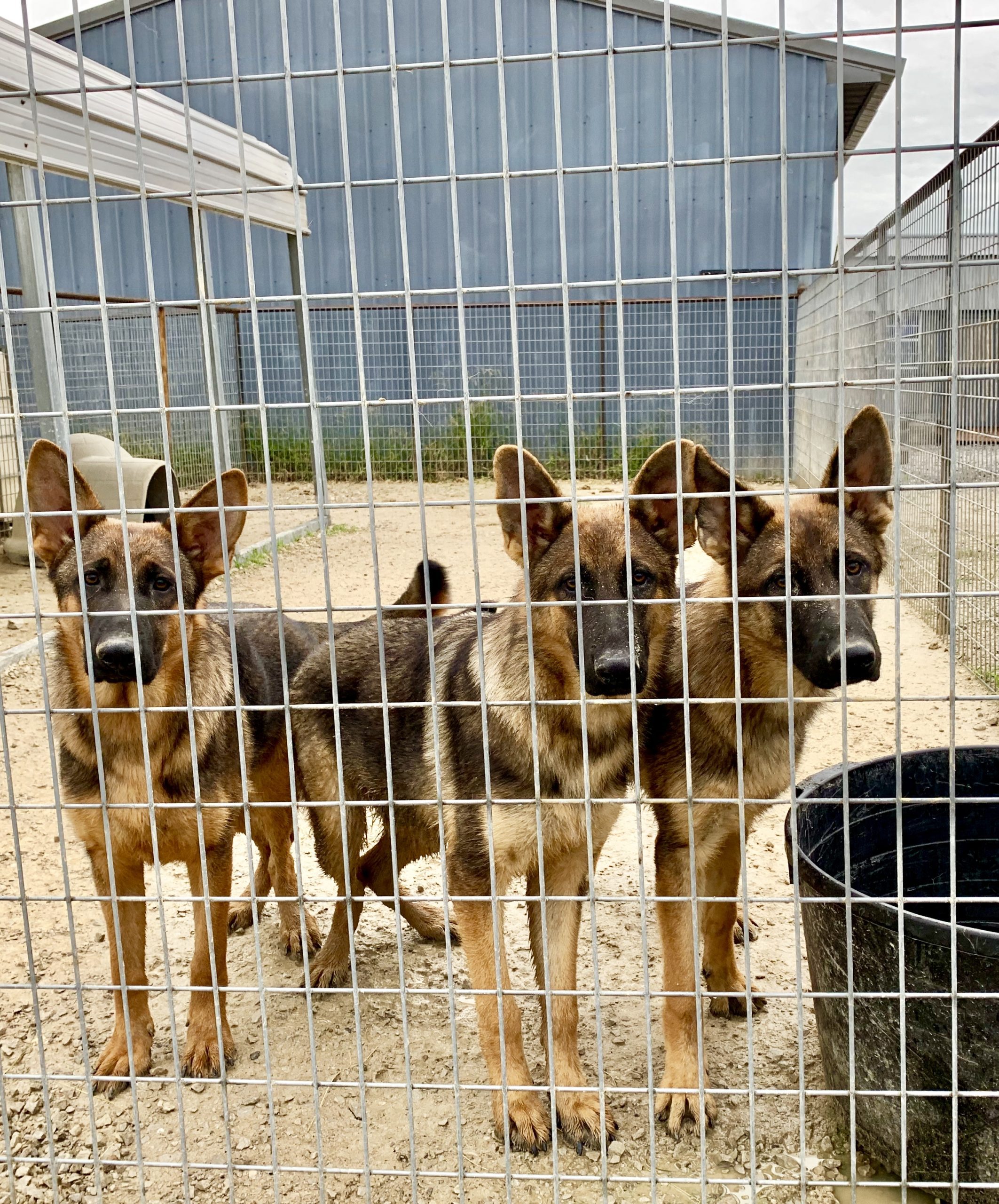 German Shepherd dogs