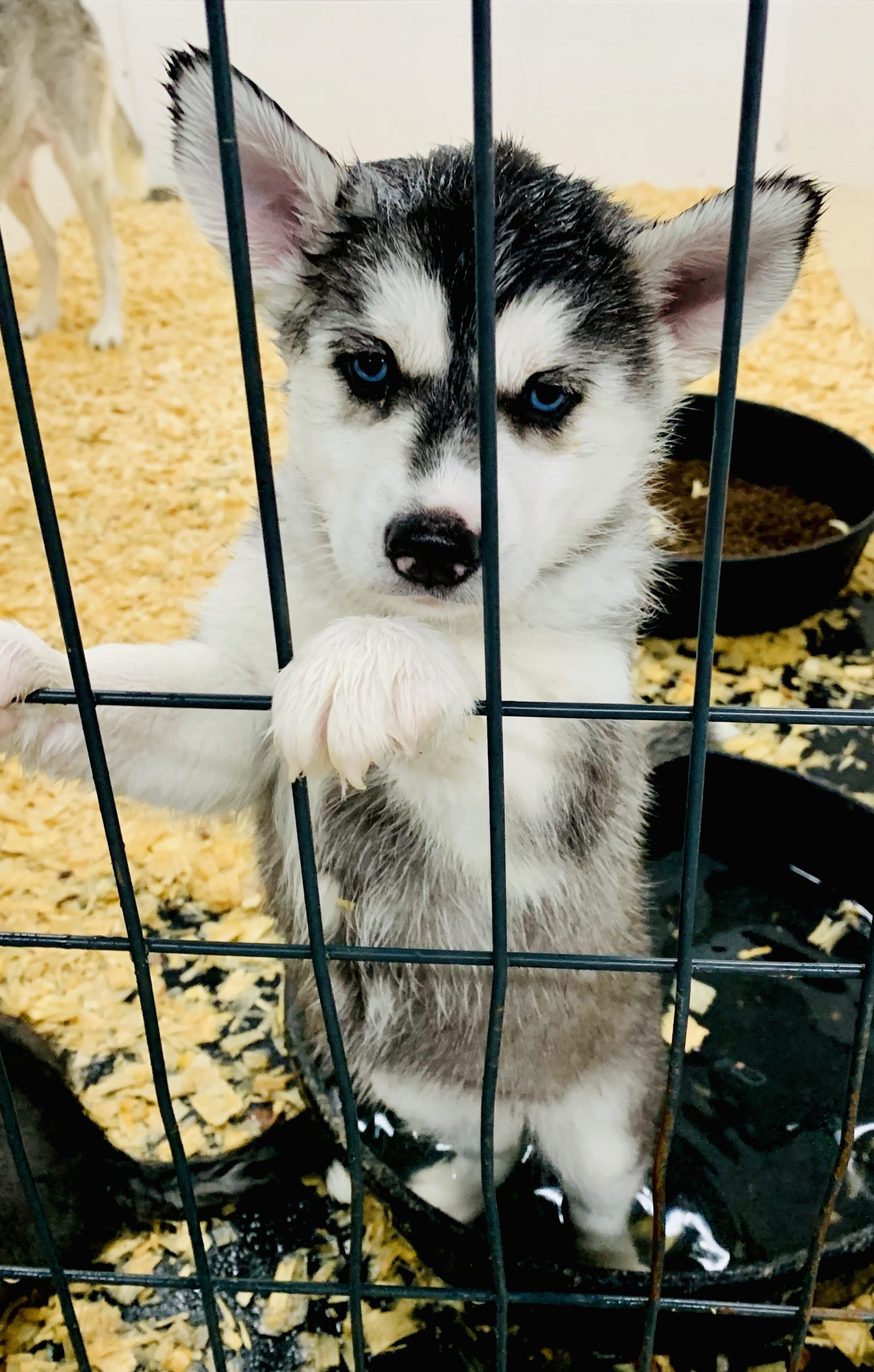 Adorable Husky puppy