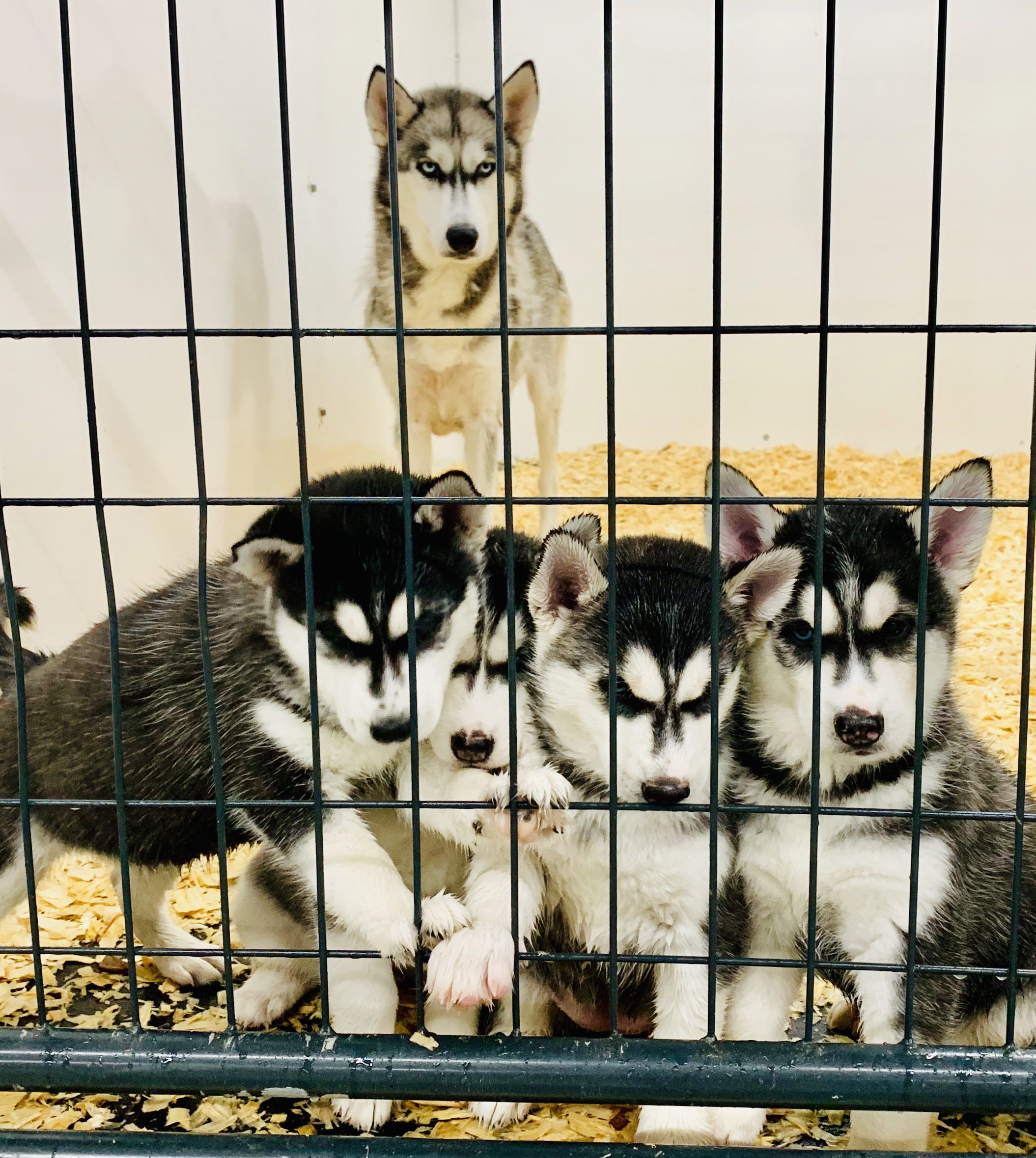 Husky mommy watching her puppies