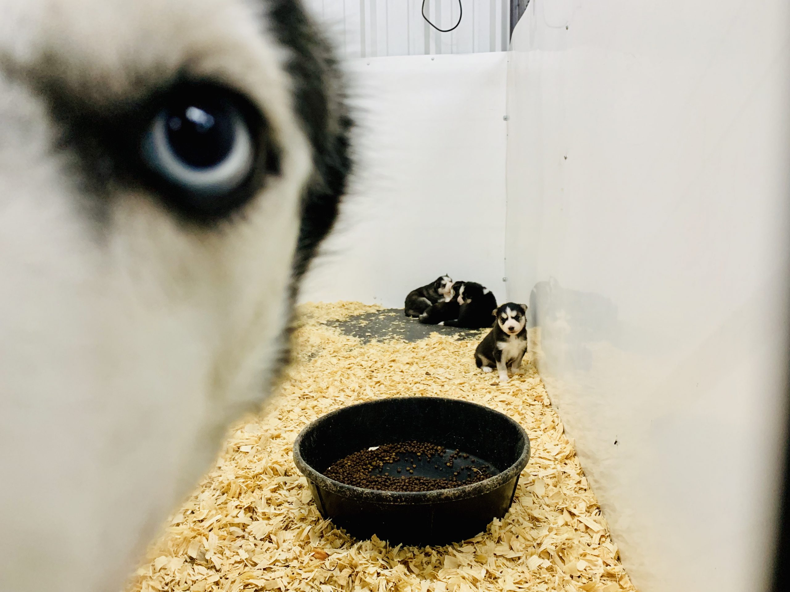 Husky mother and puppies