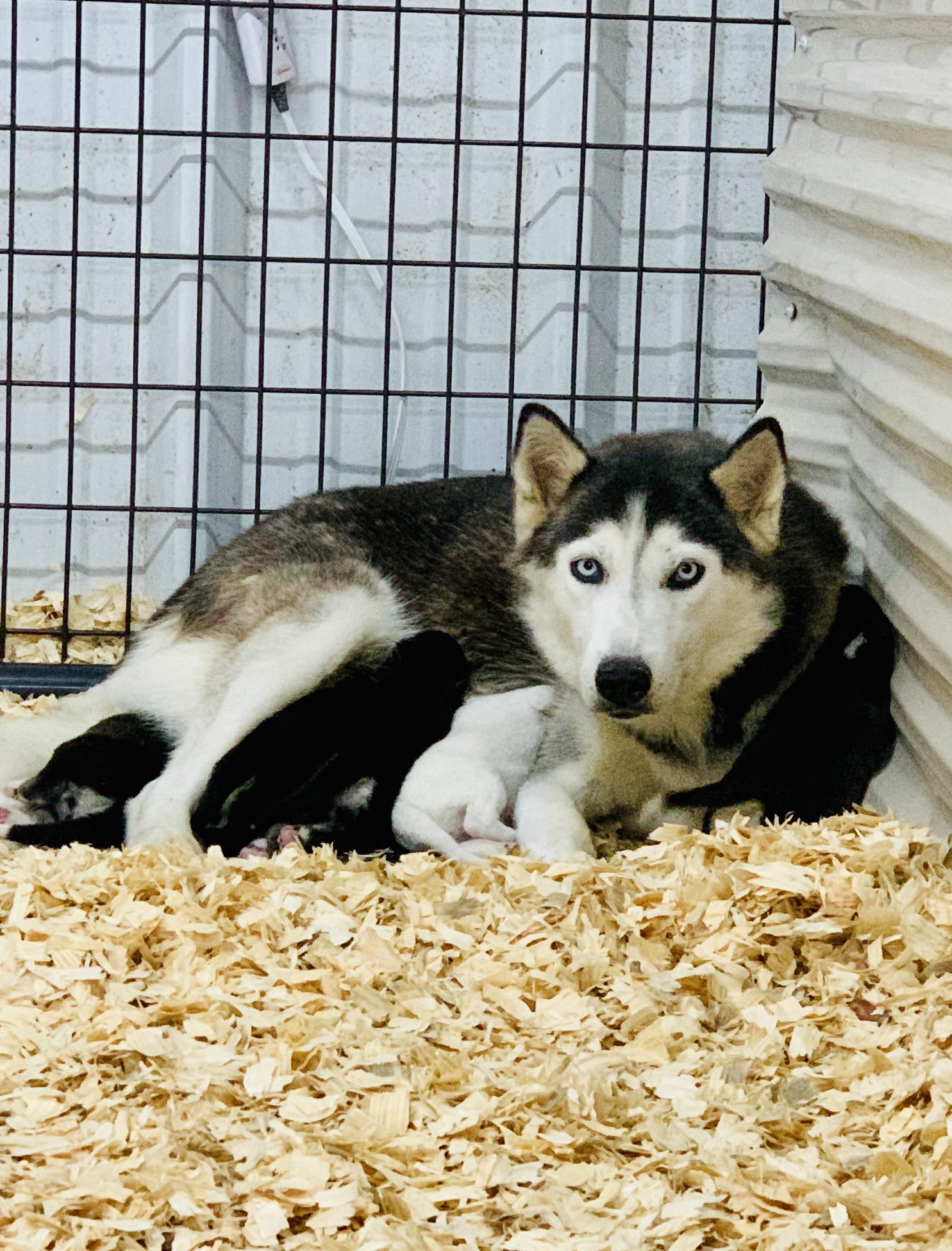 Husky mother and puppies