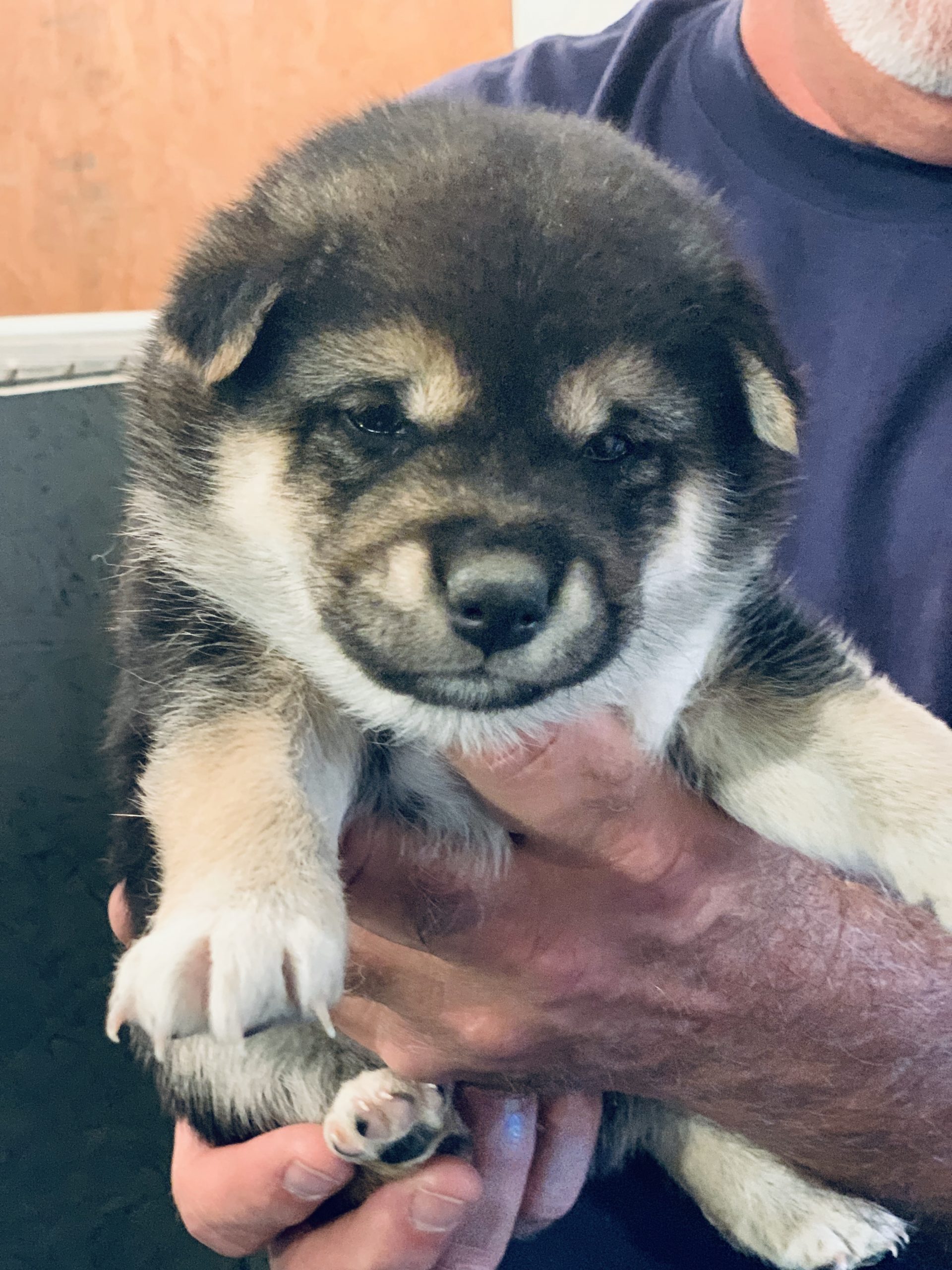 One of Tim and Lisa's puppies