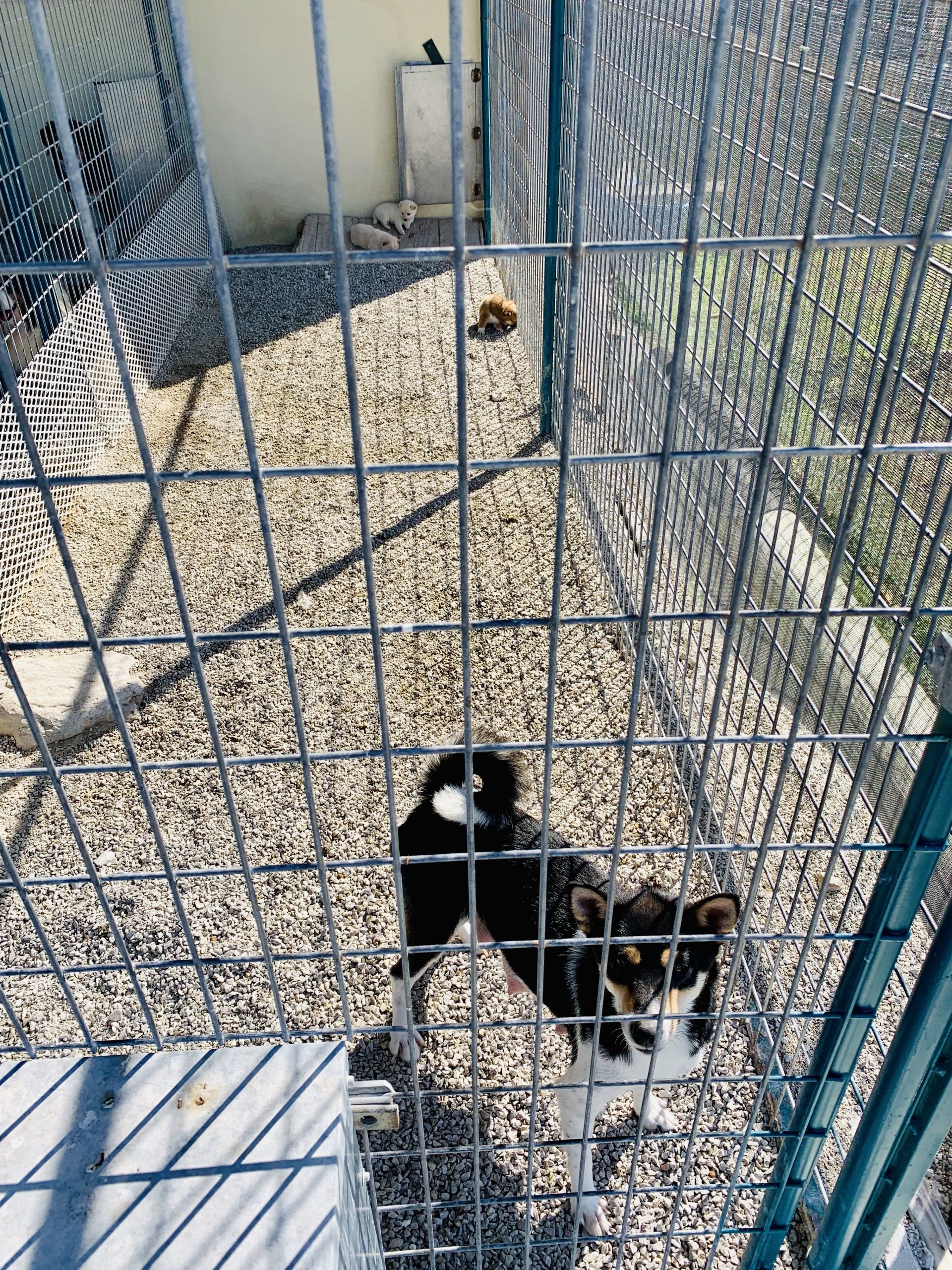 One of Tim and Lisa's dogs in their kennel