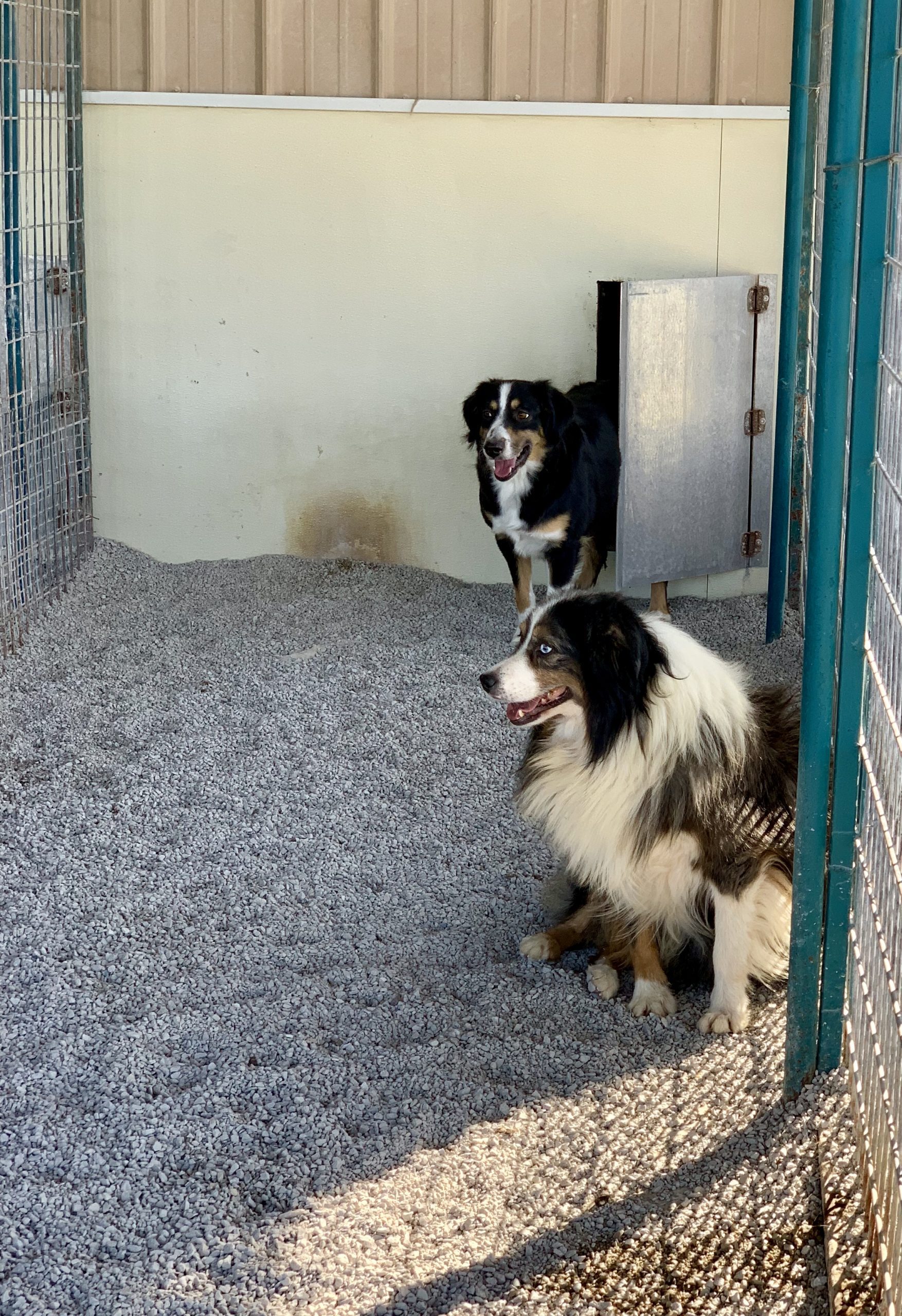 Happy dogs in their kennel