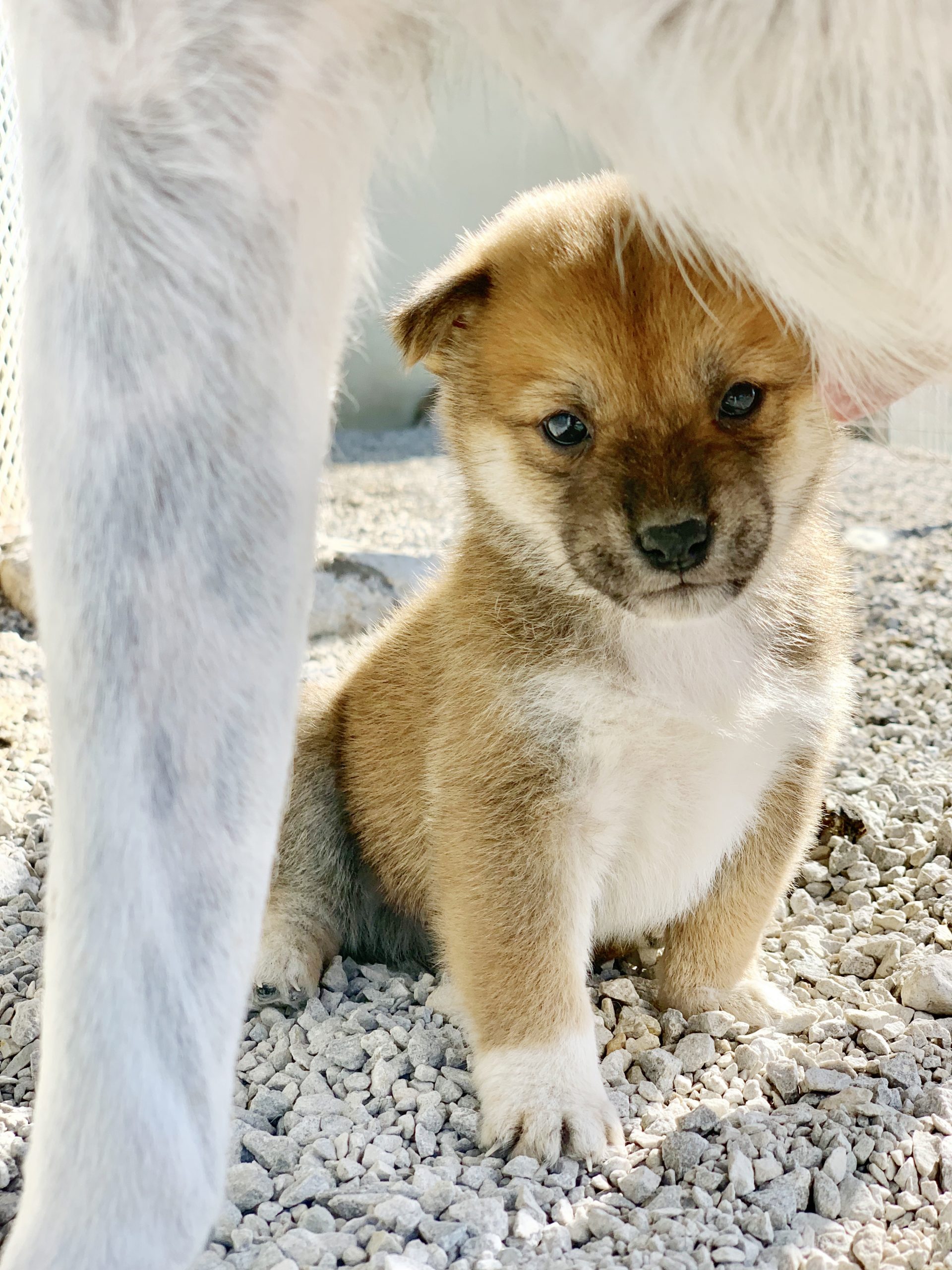 Puppy with mom