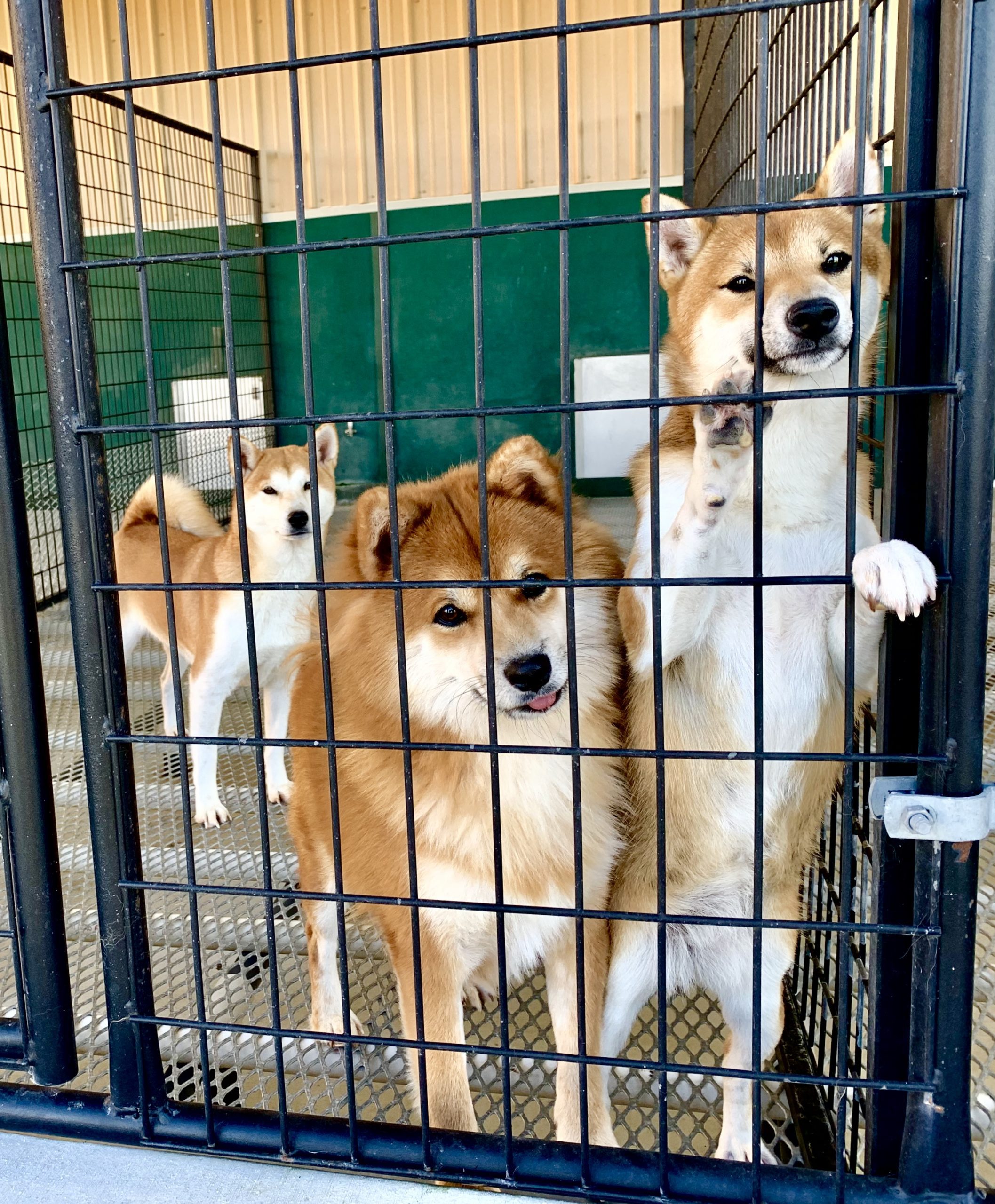 Shib Inu dogs