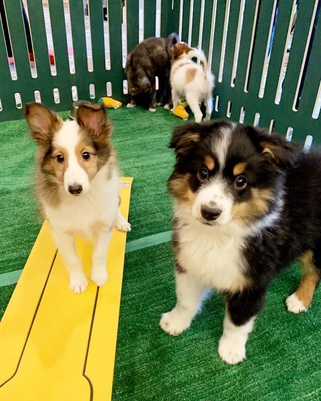 Puppy Party play time