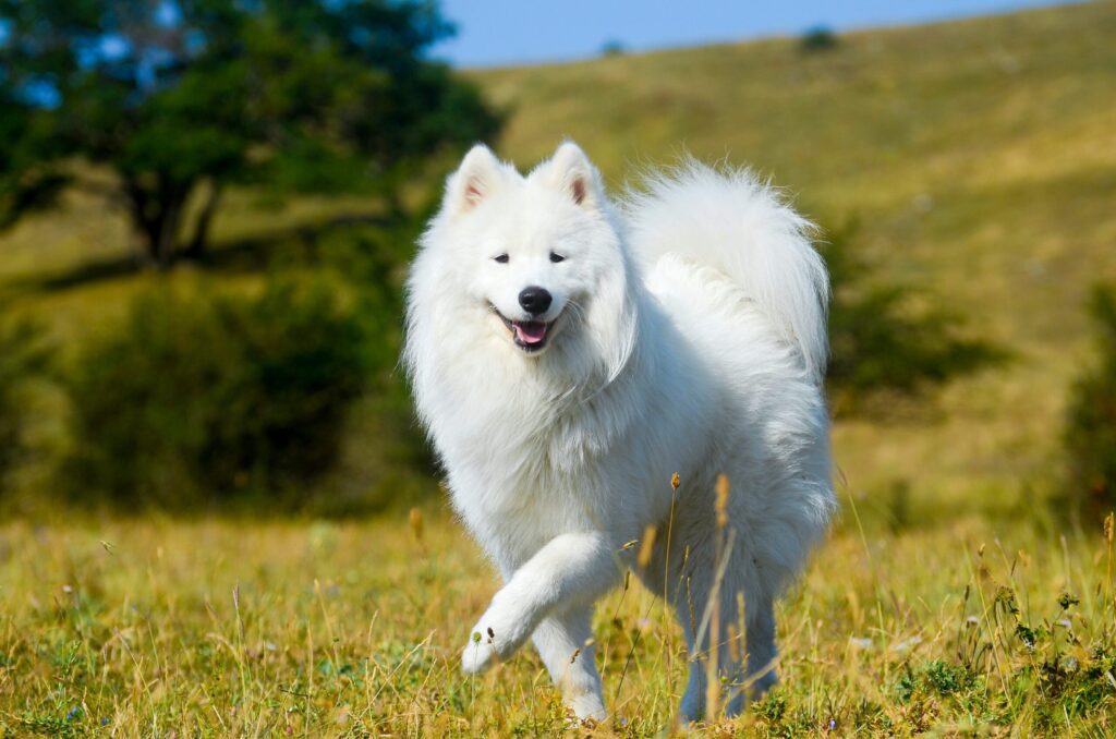 A cheerful, fluffy samoyed walks through a field