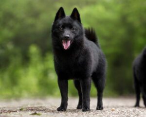 Schipperke Puppies For Sale Animal Kingdom Arizona