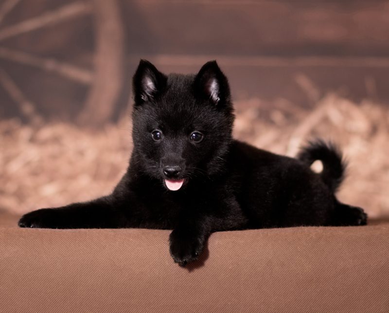 Schipperke Puppies Animal Kingdom Arizona