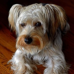 yorkie schnauzer mix rescue