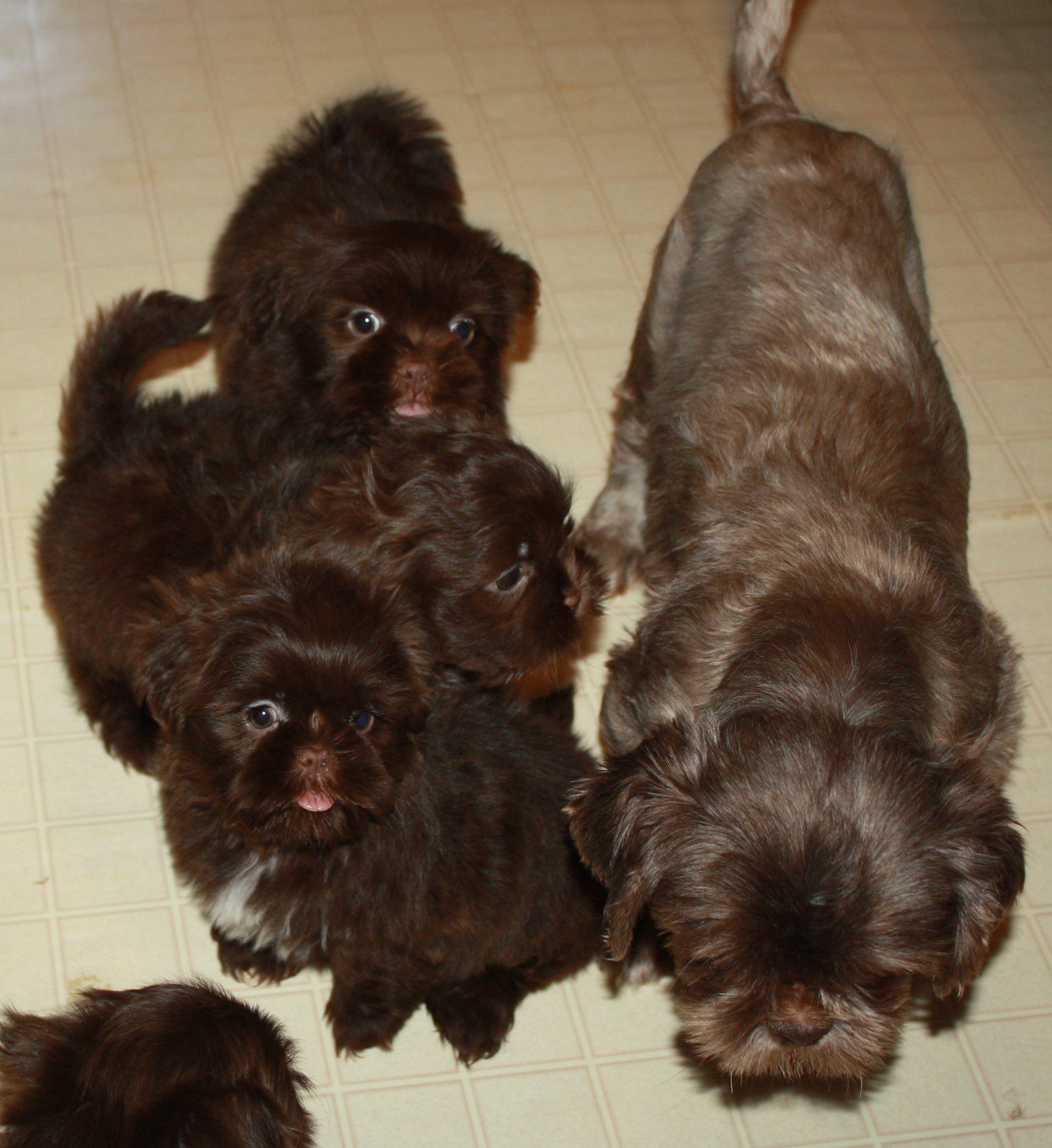 Shih Tzu Momma