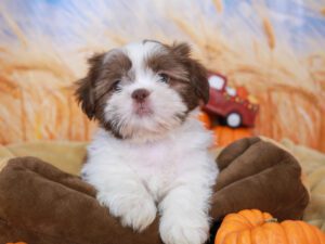 Shih Tzu Puppies For Sale Animal Kingdom Arizona