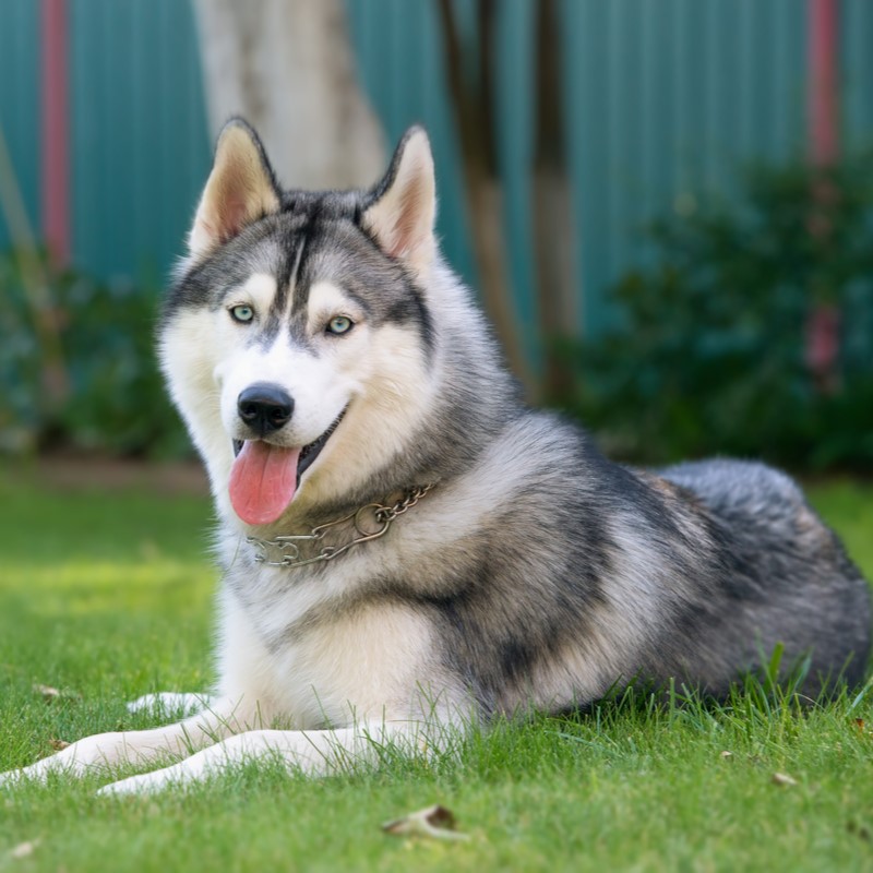 alaskan husky rescue near me