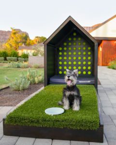 puppy smiling for a picture next to a frisbee