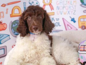 Standard Poodle Puppies For Sale Animal Kingdom Arizona