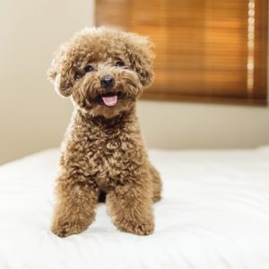 Toy Poodle Puppies For Available