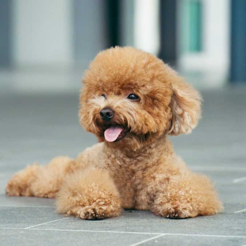 Toy Poodle Puppies Animal Kingdom Arizona