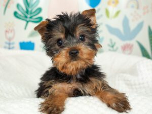Yorkshire Terrier Puppies For Sale Animal Kingdom Arizona