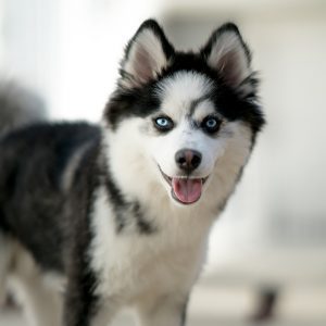 pomsky dog for sale