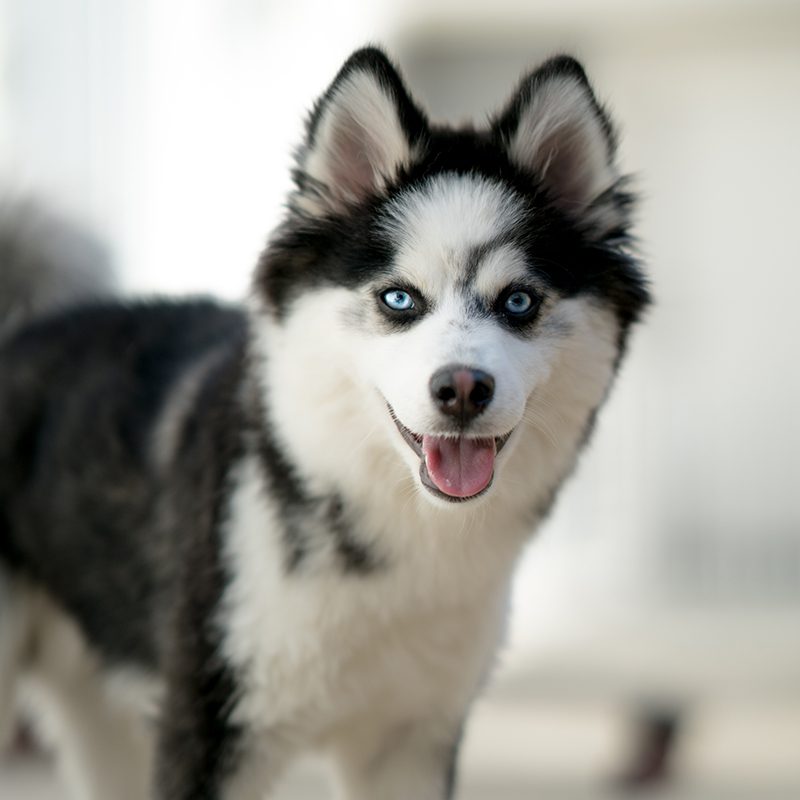 pomsky