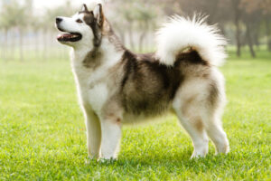 Alaskan Malamute Puppies For Sale Animal Kingdom Arizona