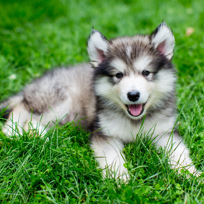 Alaskan Malamute Puppies Animal Kingdom Arizona