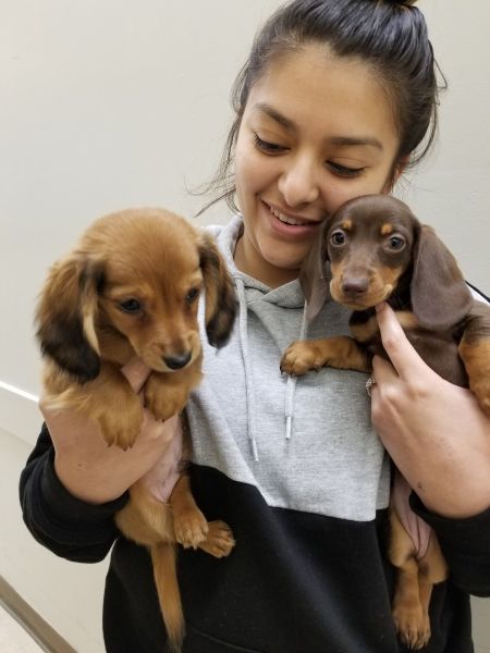 One of our ACTs cuddling with a few dachshunds