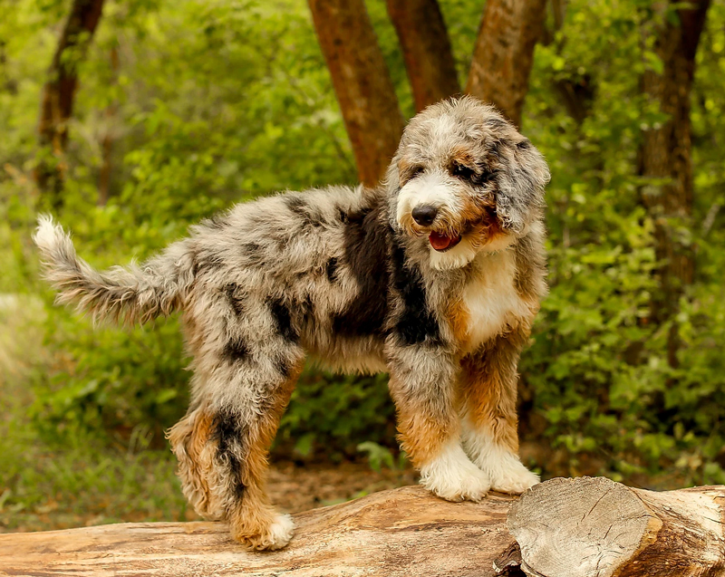 aussiedoodle puppies for adoption