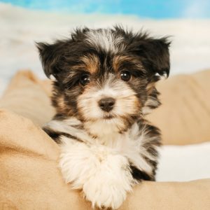 Aussieton Puppies For Sale Animal Kingdom Arizona