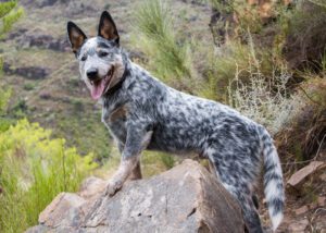 blue heeler puppy price