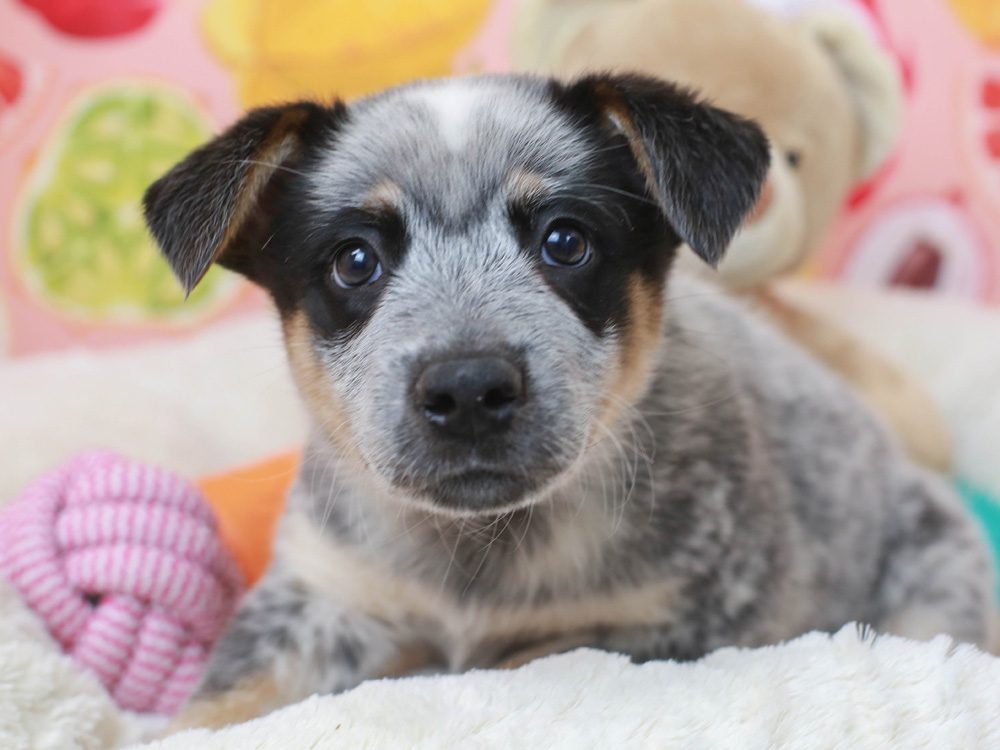 Australian Cattle Dog Puppies Animal Kingdom Arizona