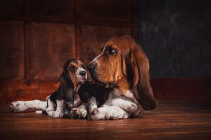 Basset Hound Puppies For Sale Animal Kingdom Arizona