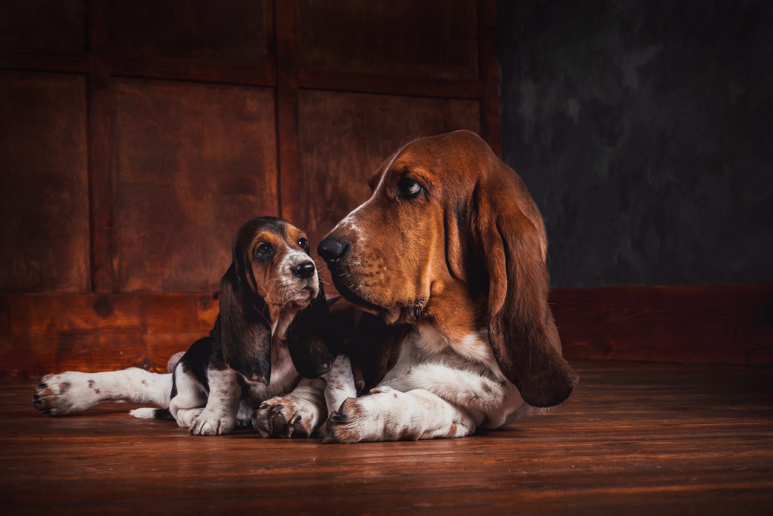 how much for basset hound puppies