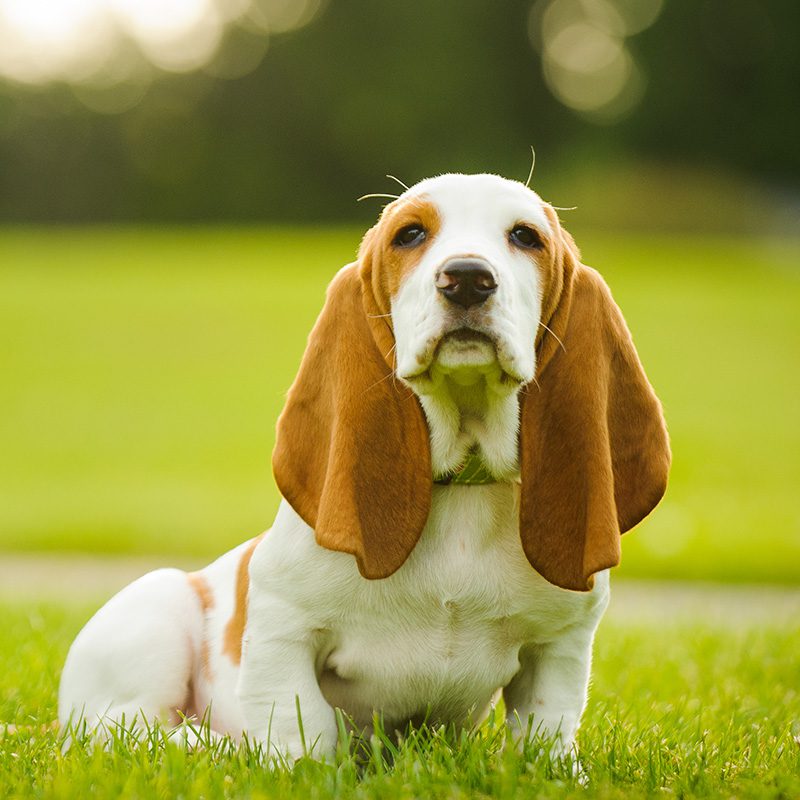 Basset Hound Puppies Animal Kingdom Arizona