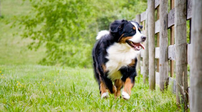 bernese mountain dog running along fence