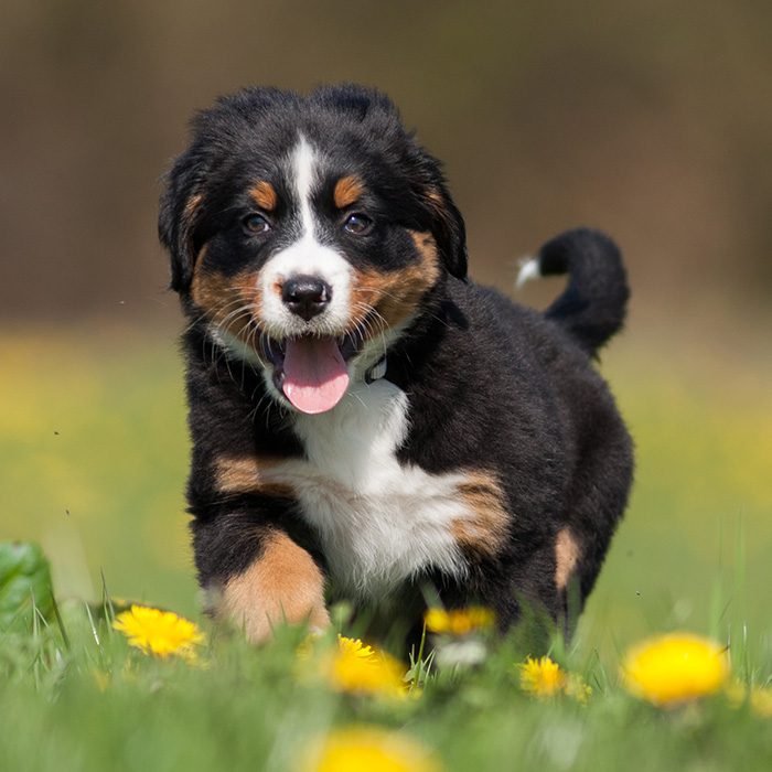 Bernese Mountain Dog Puppies Animal Kingdom Arizona