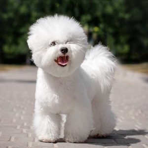 bichon adoption near me