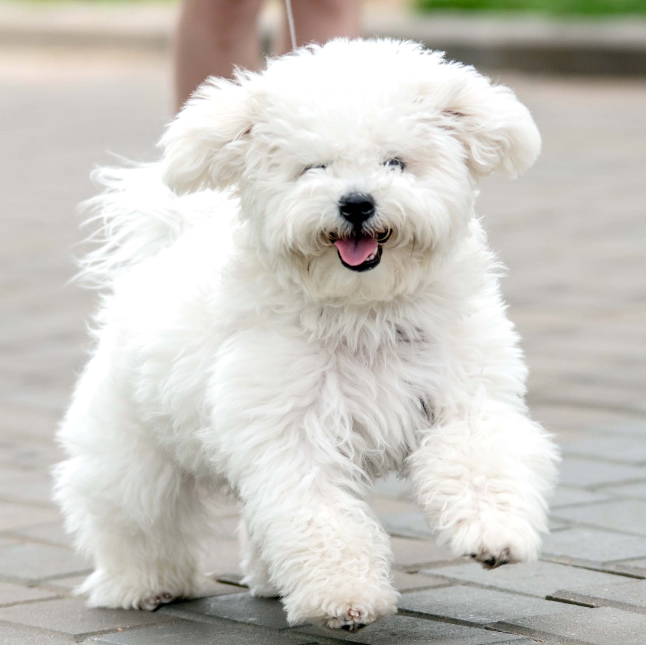 Bichon Frise Puppies Animal Kingdom Arizona