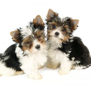 Biewer Yorkshire Terrier Puppies For Sale Animal Kingdom Arizona