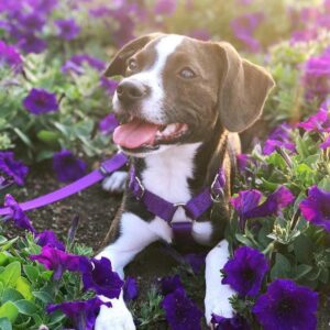 Boggle Puppies For Sale Animal Kingdom Arizona